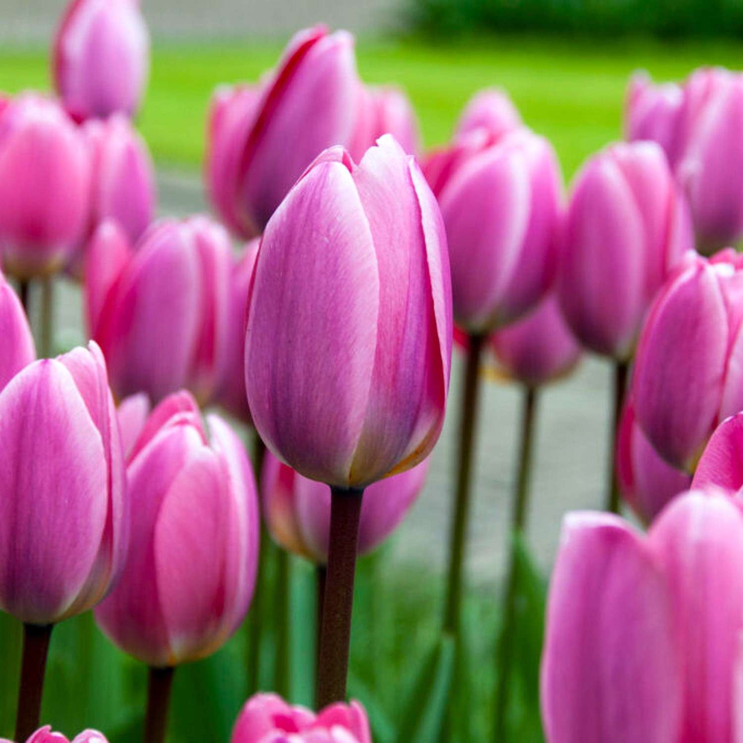 Tulipe 'Light & Dreamy'